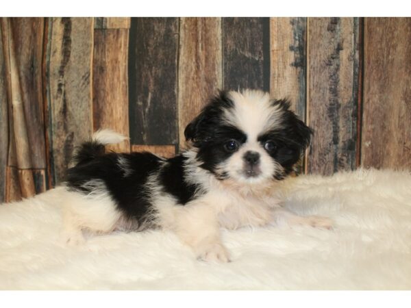 Shih Tzu-DOG-Female-Black / White-16525-Petland Racine, Wisconsin