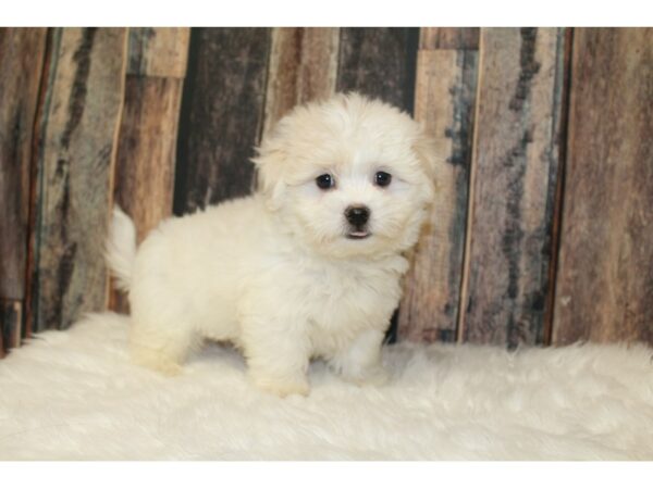 Teddy Bear-DOG-Male-Cream-16536-Petland Racine, Wisconsin