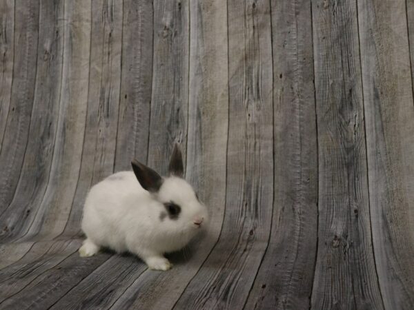 Netherland Dwarf-RABBIT---26187-Petland Racine, Wisconsin