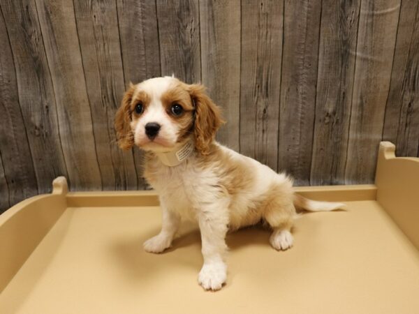 Cavalier King Charles Spaniel-DOG-Male-Blenheim-26251-Petland Racine, Wisconsin