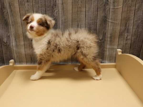 Miniature Australian Shepherd-DOG-Male-Red Merle-26250-Petland Racine, Wisconsin