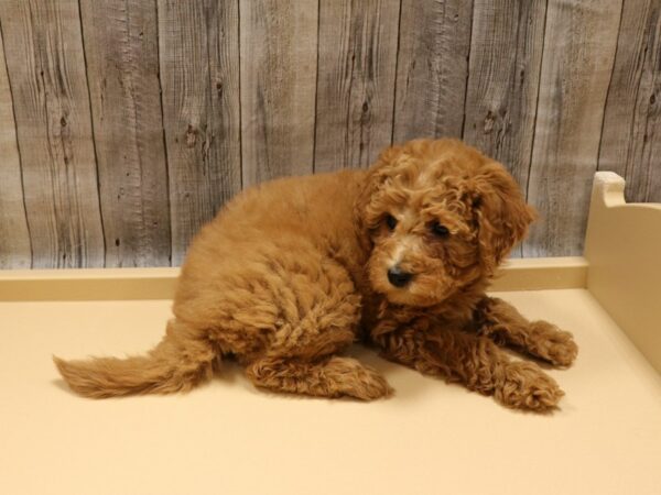 Mini Goldendoodle 2nd Gen-DOG-Female-Red-26246-Petland Racine, Wisconsin