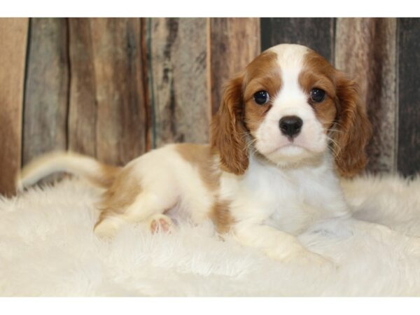 Cavalier King Charles Spaniel-DOG-Male-Blenheim-16544-Petland Racine, Wisconsin