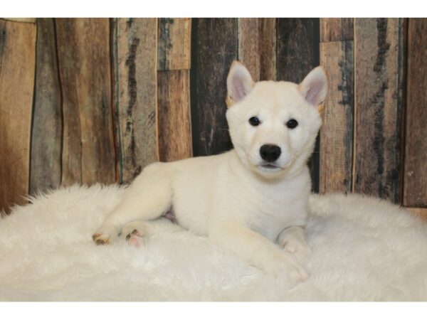 Shiba Inu-DOG-Male-Cream-16545-Petland Racine, Wisconsin