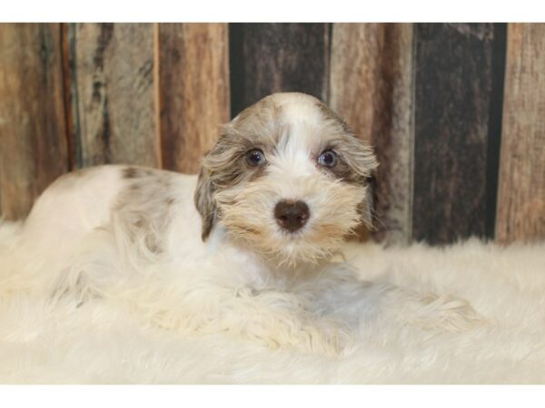 Miniature Schnauzer-DOG-Female-Chocolate Merle-16546-Petland Racine, Wisconsin