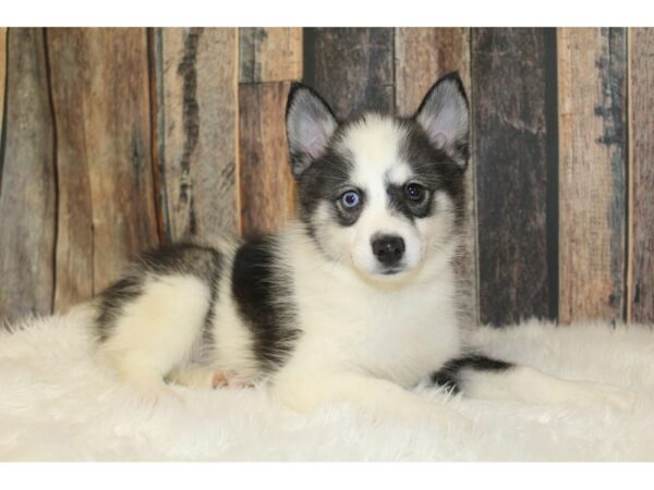 Pomsky-DOG-Female-Black / White-16548-Petland Racine, Wisconsin