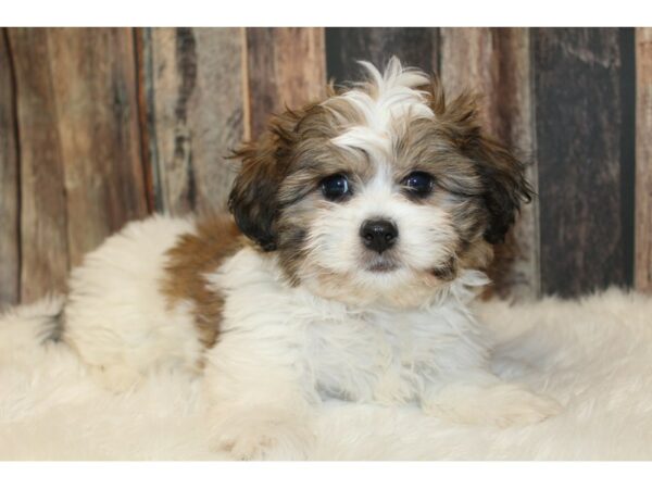 Teddy Bear-DOG-Male-Sable-16550-Petland Racine, Wisconsin