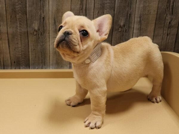 French Bulldog-DOG-Female-CRM-26265-Petland Racine, Wisconsin