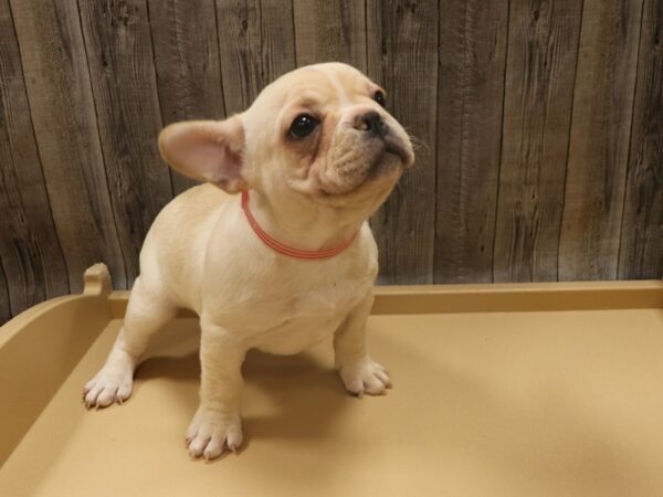 French Bulldog-DOG-Male-Cream-26287-Petland Racine, Wisconsin