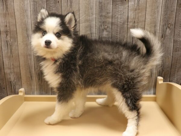 Pomsky-DOG-Female-Gray / White-26286-Petland Racine, Wisconsin