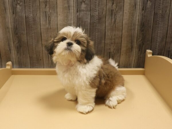 Shih Tzu-DOG-Female-Gold / White-26285-Petland Racine, Wisconsin