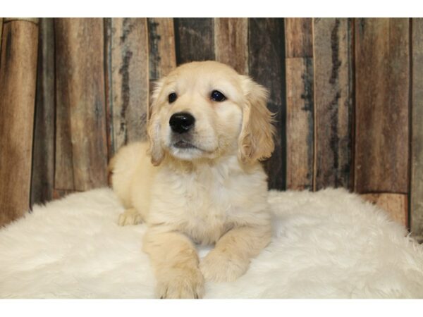 Golden Retriever-DOG-Female-Cream-16560-Petland Racine, Wisconsin
