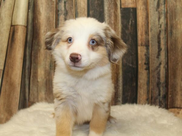 Miniature Australian Shepherd-DOG-Female-Red Merle / White-16551-Petland Racine, Wisconsin