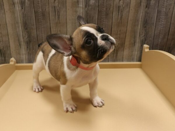 French Bulldog-DOG-Female-Sable / White-26308-Petland Racine, Wisconsin