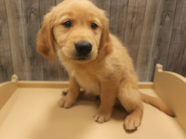 Golden Retriever-DOG-Female-Cream-26305-Petland Racine, Wisconsin