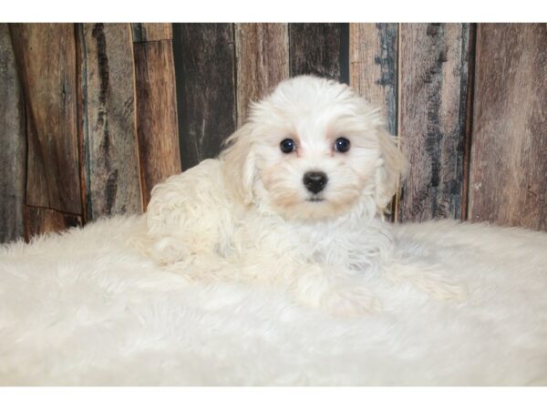 Havanese-DOG-Female-Cream / White-16569-Petland Racine, Wisconsin