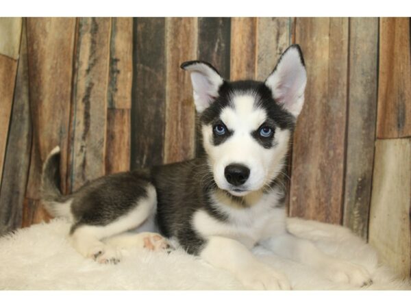 Siberian Husky-DOG-Female-Black / White-16573-Petland Racine, Wisconsin