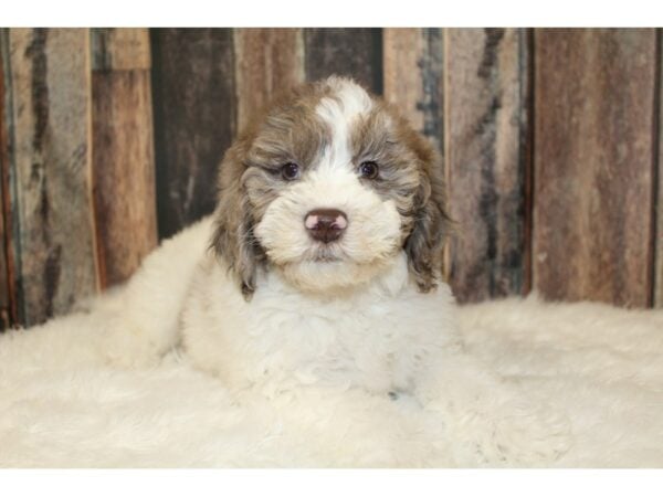 Goldendoodle Mini 2nd Gen-DOG-Female-Chocolate Merle-16577-Petland Racine, Wisconsin
