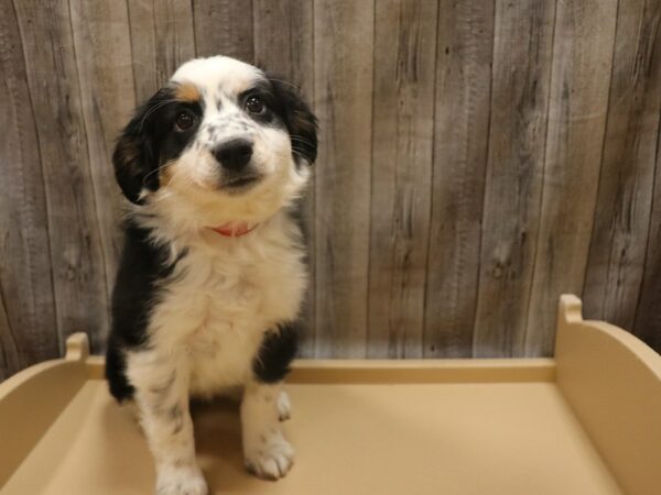 Miniature Australian Shepherd-DOG-Female-Black-26333-Petland Racine, Wisconsin