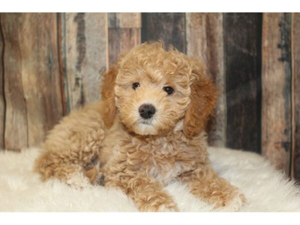 Goldendoodle Mini 2nd Gen-DOG-Female-Light Golden-16592-Petland Racine, Wisconsin
