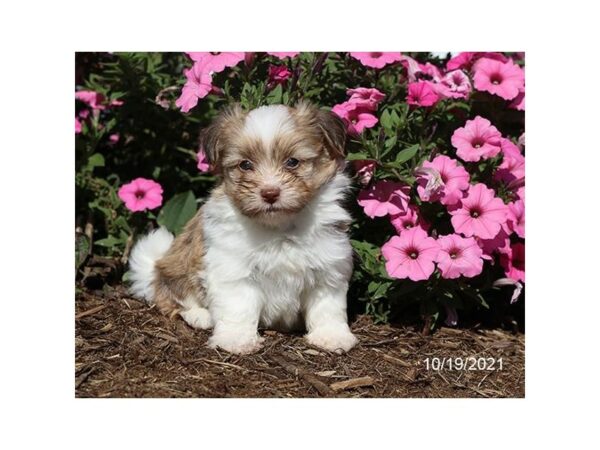 Havanese-DOG-Male-Sable-16602-Petland Racine, Wisconsin