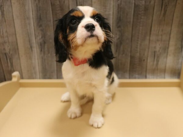 Cavalier King Charles Spaniel-DOG-Female-Tri-Colored-26356-Petland Racine, Wisconsin
