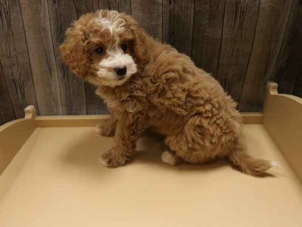 Goldendoodle Mini 2nd Gen-DOG-Female-Apricot-26349-Petland Racine, Wisconsin