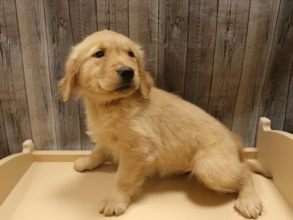 Golden Retriever-DOG-Female-Cream-26347-Petland Racine, Wisconsin