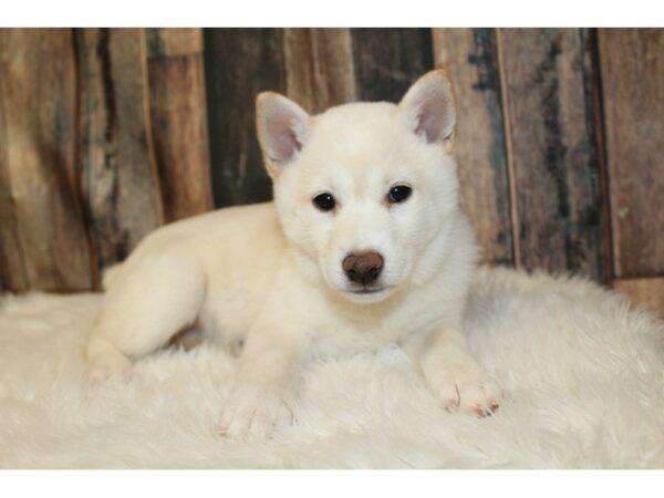 Shiba Inu-DOG-Female-Cream-16596-Petland Racine, Wisconsin