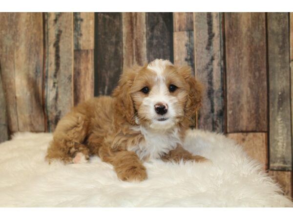 Goldendoodle Mini 2nd Gen-DOG-Male-Apricot-16599-Petland Racine, Wisconsin