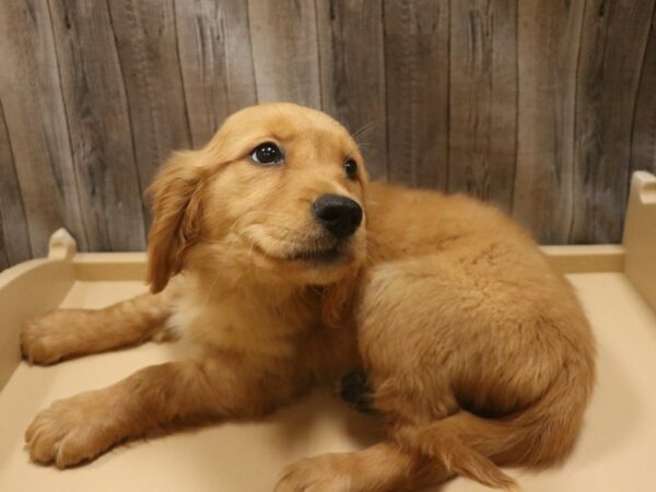 Golden Retriever-DOG-Female-Dark Golden-26384-Petland Racine, Wisconsin