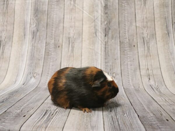 Crested-GUINEA PIG-Female--26370-Petland Racine, Wisconsin