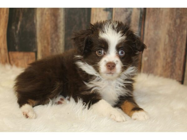 Miniature Australian Shepherd-DOG-Female-Red Tri-16613-Petland Racine, Wisconsin