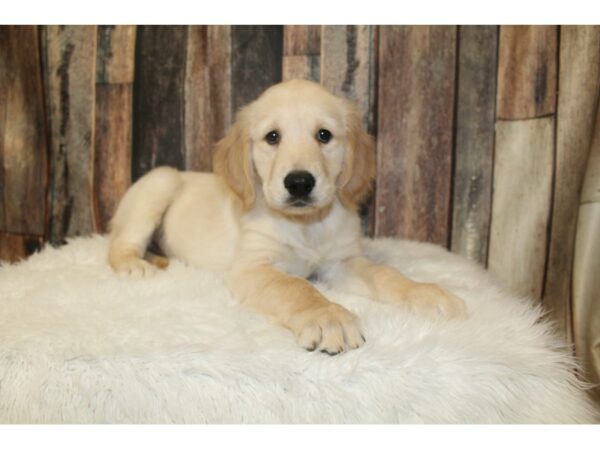 Golden Retriever-DOG-Female-Cream-16625-Petland Racine, Wisconsin