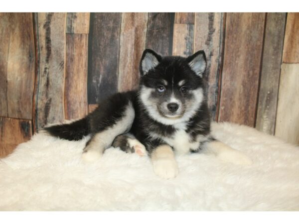 Pomsky-DOG-Female-Black / Tan-16628-Petland Racine, Wisconsin