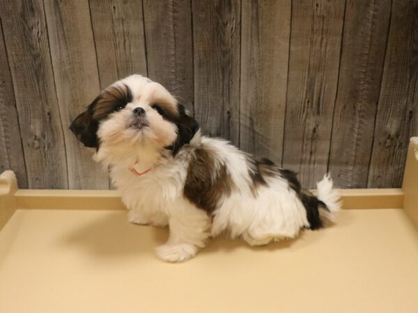 Shih Tzu-DOG-Female-Brindle / White-26420-Petland Racine, Wisconsin