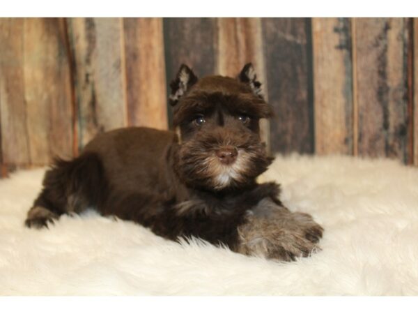 Miniature Schnauzer-DOG-Female-Chocolate / White-16635-Petland Racine, Wisconsin