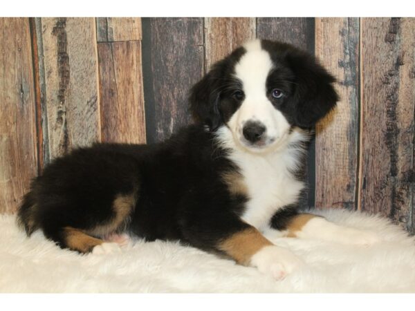 Australian Shepherd-DOG-Female-Black / White-16658-Petland Racine, Wisconsin