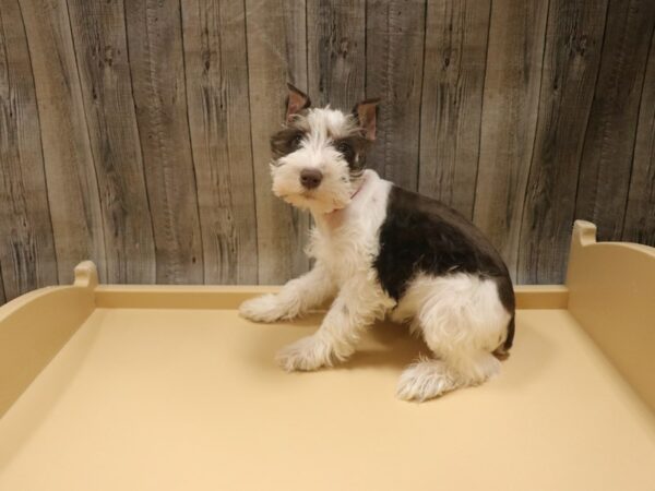 Miniature Schnauzer-DOG-Female-Chocolate-26512-Petland Racine, Wisconsin