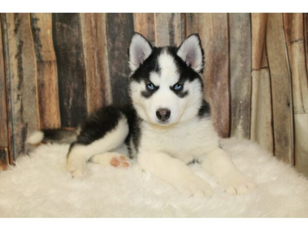 Siberian Husky-DOG-Female-Black / White-16685-Petland Racine, Wisconsin