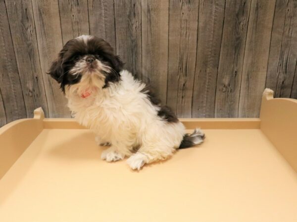 Shih Tzu-DOG-Female-Chocolate / White-26581-Petland Racine, Wisconsin