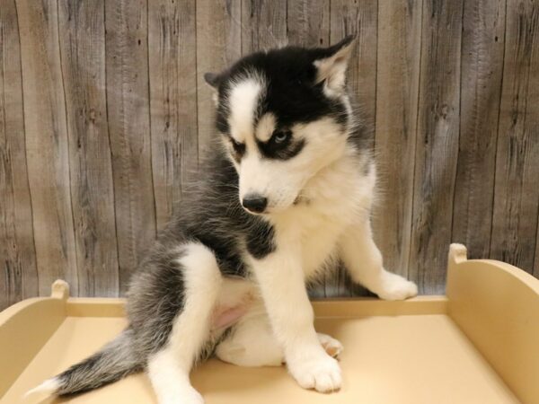 Siberian Husky-DOG-Female-Black / White-26595-Petland Racine, Wisconsin