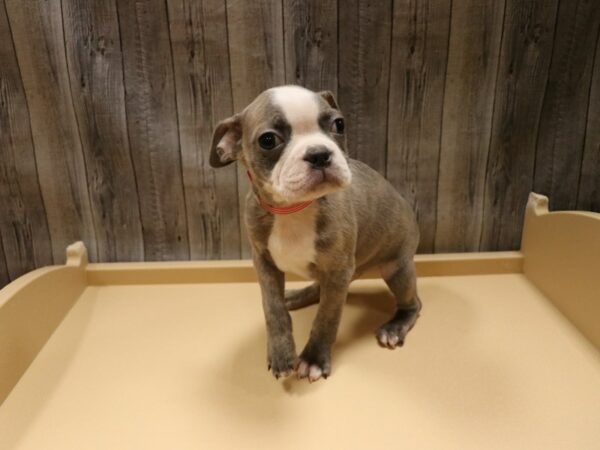 Boston Terrier-DOG-Female-BLU & WHT-26674-Petland Racine, Wisconsin