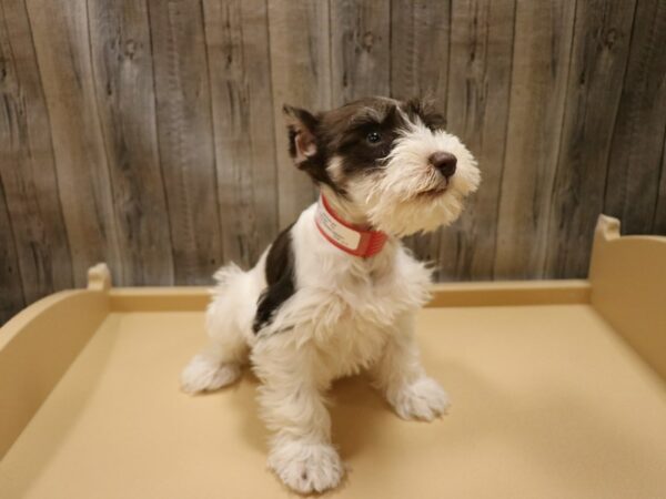 Miniature Schnauzer-DOG-Female-Chocolate / White-26667-Petland Racine, Wisconsin