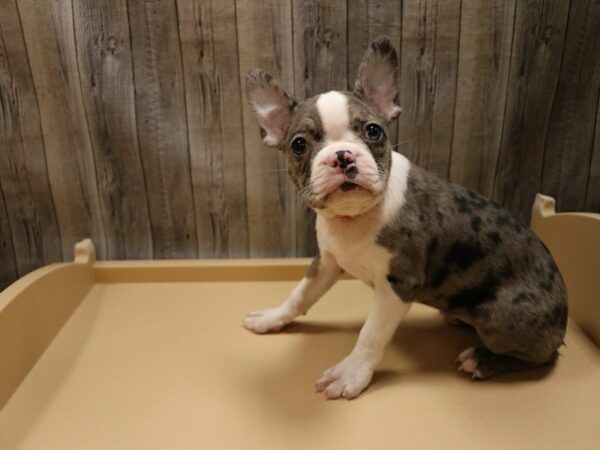 Boston Terrier-DOG-Female-Blue Merle-26666-Petland Racine, Wisconsin