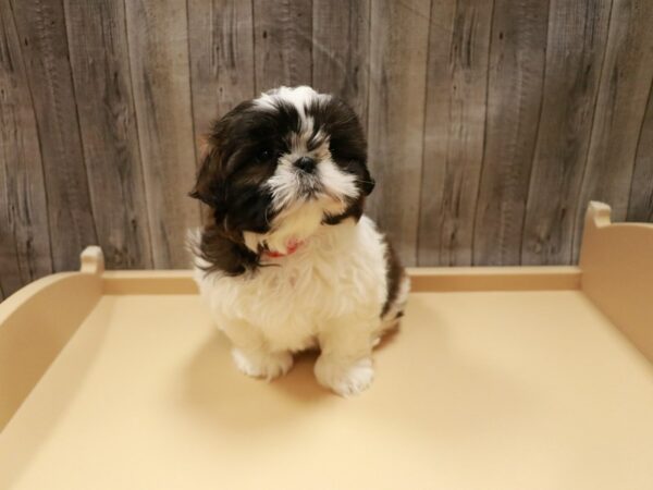 Shih Tzu-DOG-Female-Brindle / White-26681-Petland Racine, Wisconsin