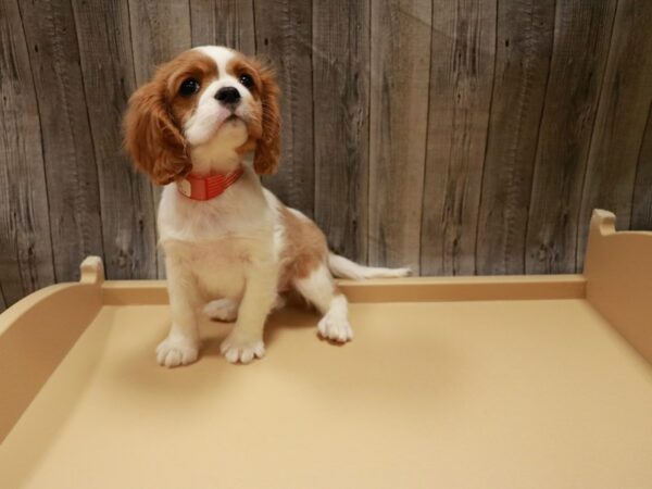 Cavalier King Charles Spaniel-DOG-Female-Blenheim / White-26682-Petland Racine, Wisconsin