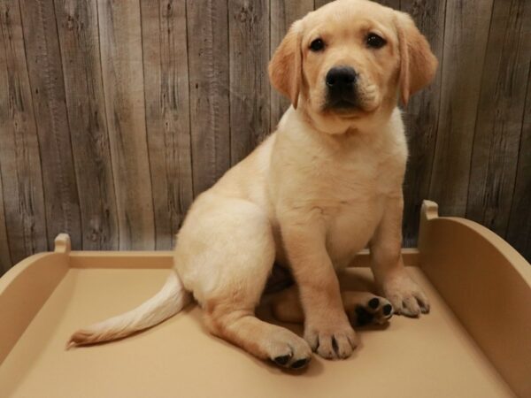 Labrador Retriever-DOG-Female-Yellow-26690-Petland Racine, Wisconsin