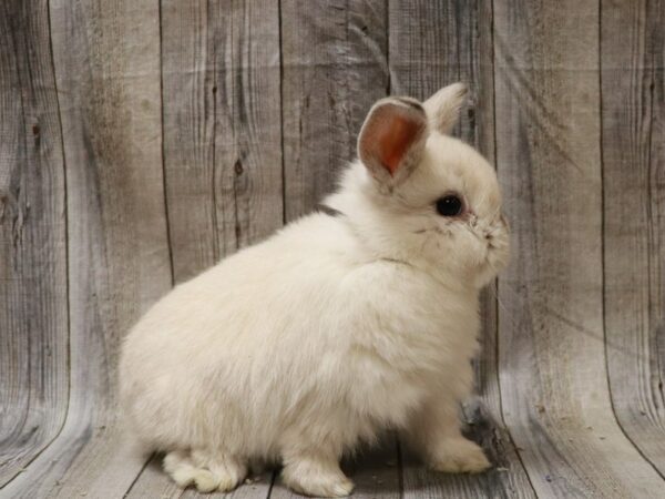 Holland Lop-RABBIT-Female--26707-Petland Racine, Wisconsin