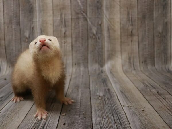 Ferret-FERRET---26702-Petland Racine, Wisconsin